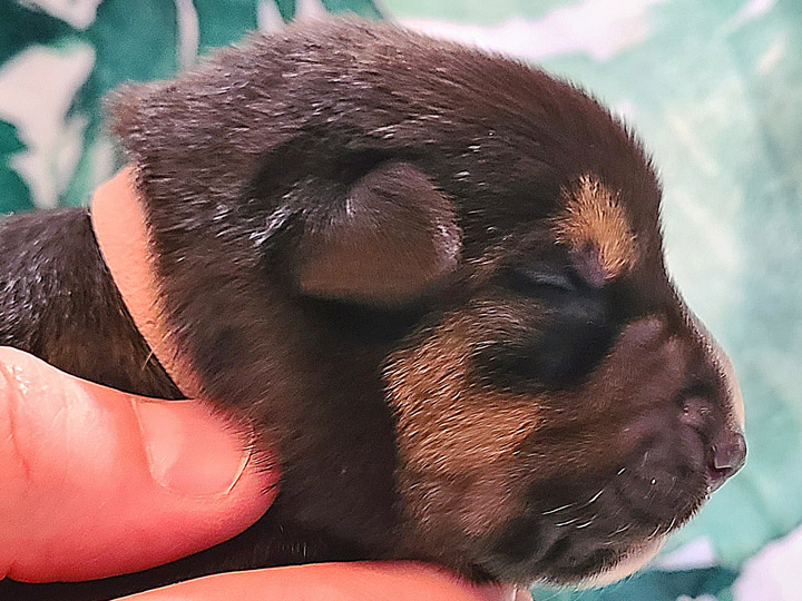 chinook puppy